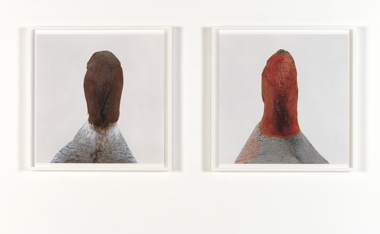 同じ水平線を見ている——ロニ・ホーン「bird」＠タカ・イシイ