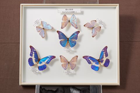 Nihon University, College MUSEUM of Bioresource Sciences.