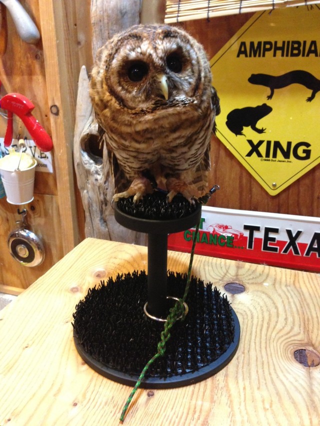 オリジナルボウパーチ、ファルコンブロック入荷！！ ハンティング