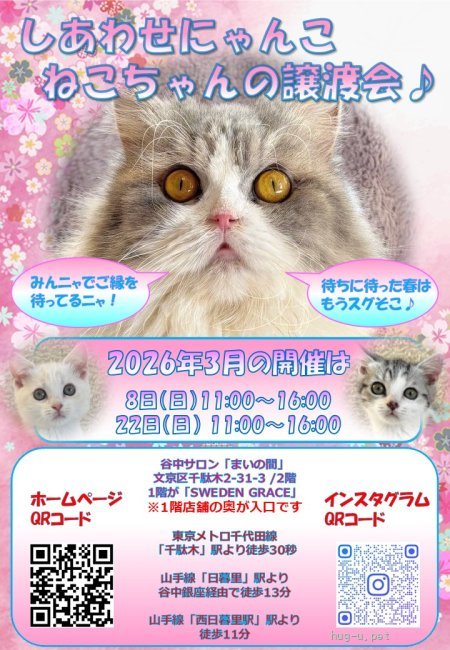 譲渡会 しあわせにゃんこ猫ちゃんの譲渡会IN谷根千「まいの間」(東京