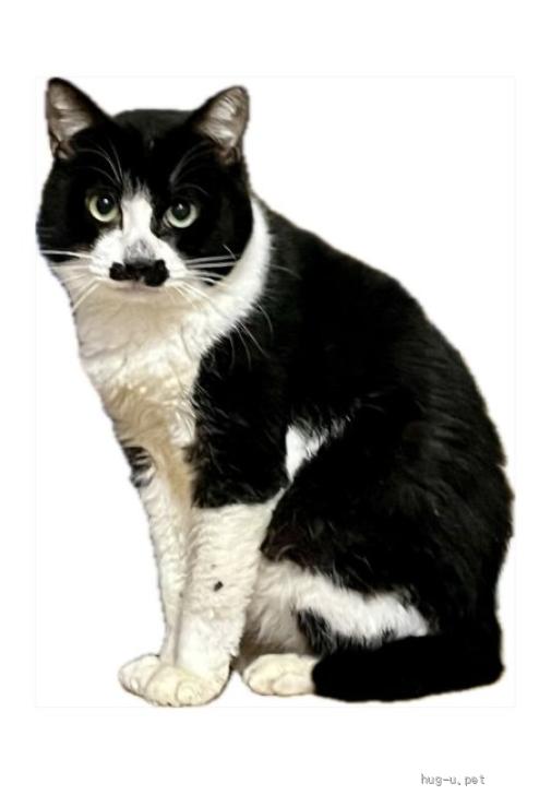 猫の里親募集】神奈川県・雑種・【ボス】ちょび髭がかわいい白黒シニア