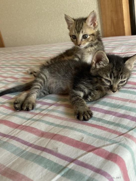 猫の里親募集】岐阜県・雑種・るーちゃん（ID:2306-01674）｜ハグー