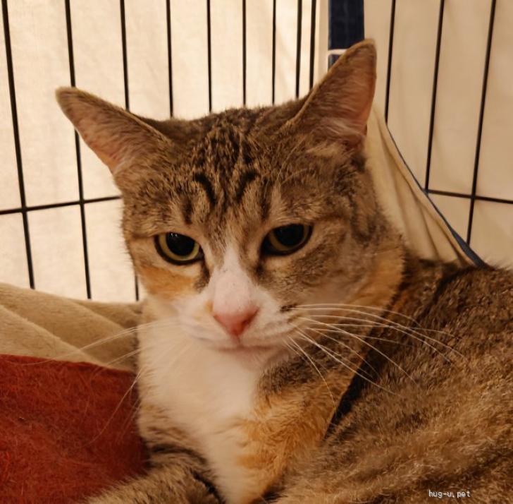 猫の里親募集】東京都・雑種・FIPサバイバーの純子(すみこ)ちゃん