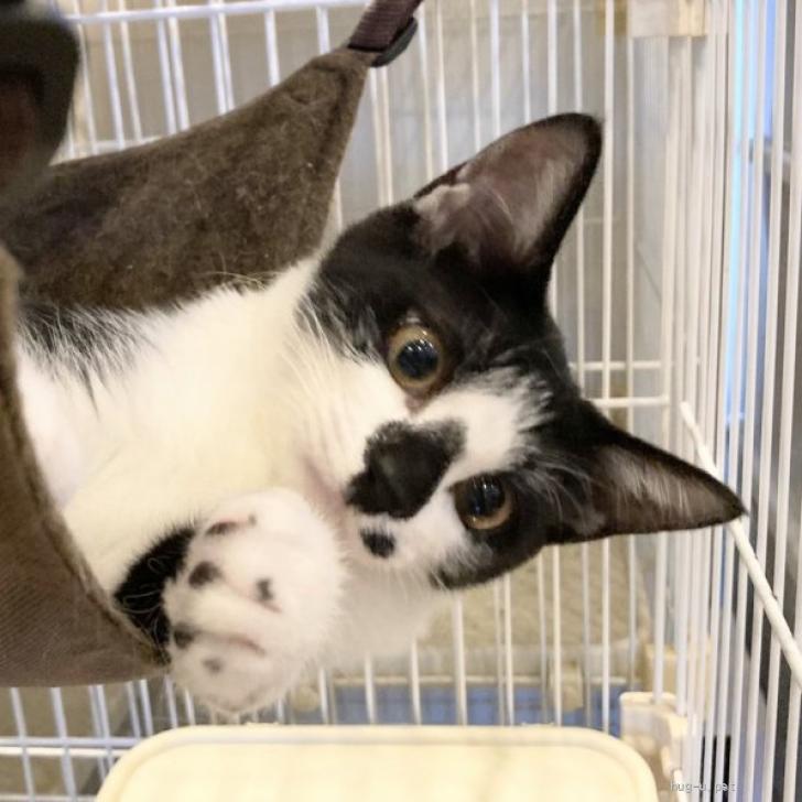 猫の里親募集】東京都・雑種・椿鬼奴、通称やっこちゃんです♡（ID