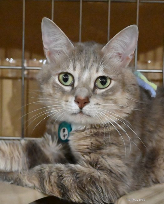 猫の里親募集】神奈川県・雑種・ブルータビーの男の子（多頭飼育崩壊