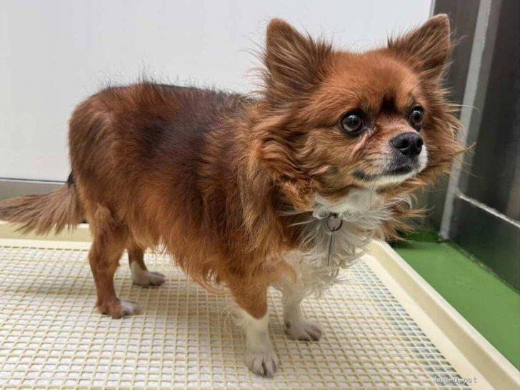 犬の里親募集】大阪府・チワワ(ロング)・ロングコートチワワ【一茶