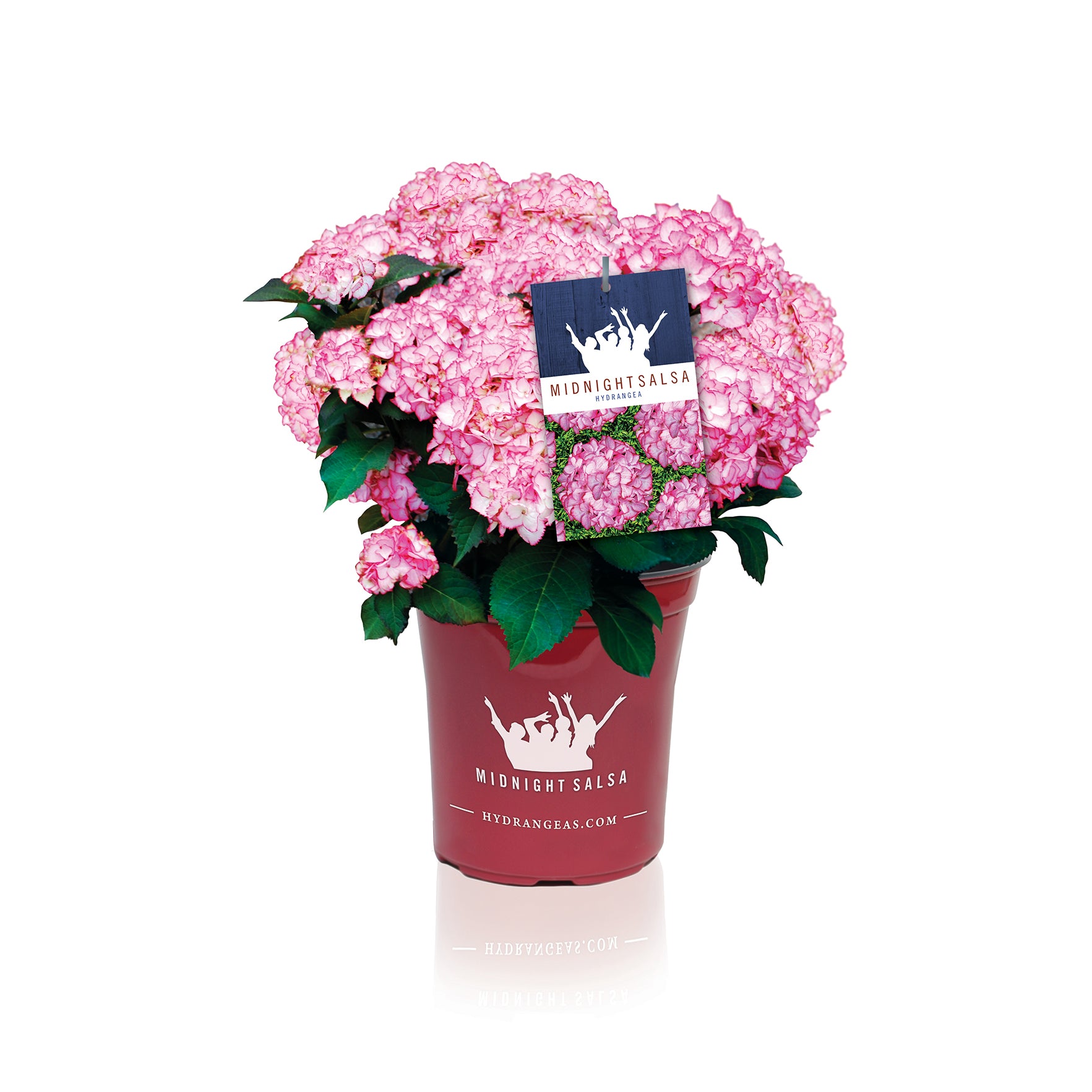 Midnight Salsa Hydrangea – Hydrangeas.com