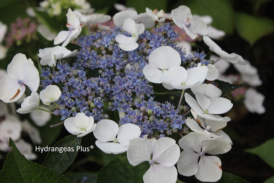 Hydrangea Macrophylla Libelle – Hydrangeas Plus