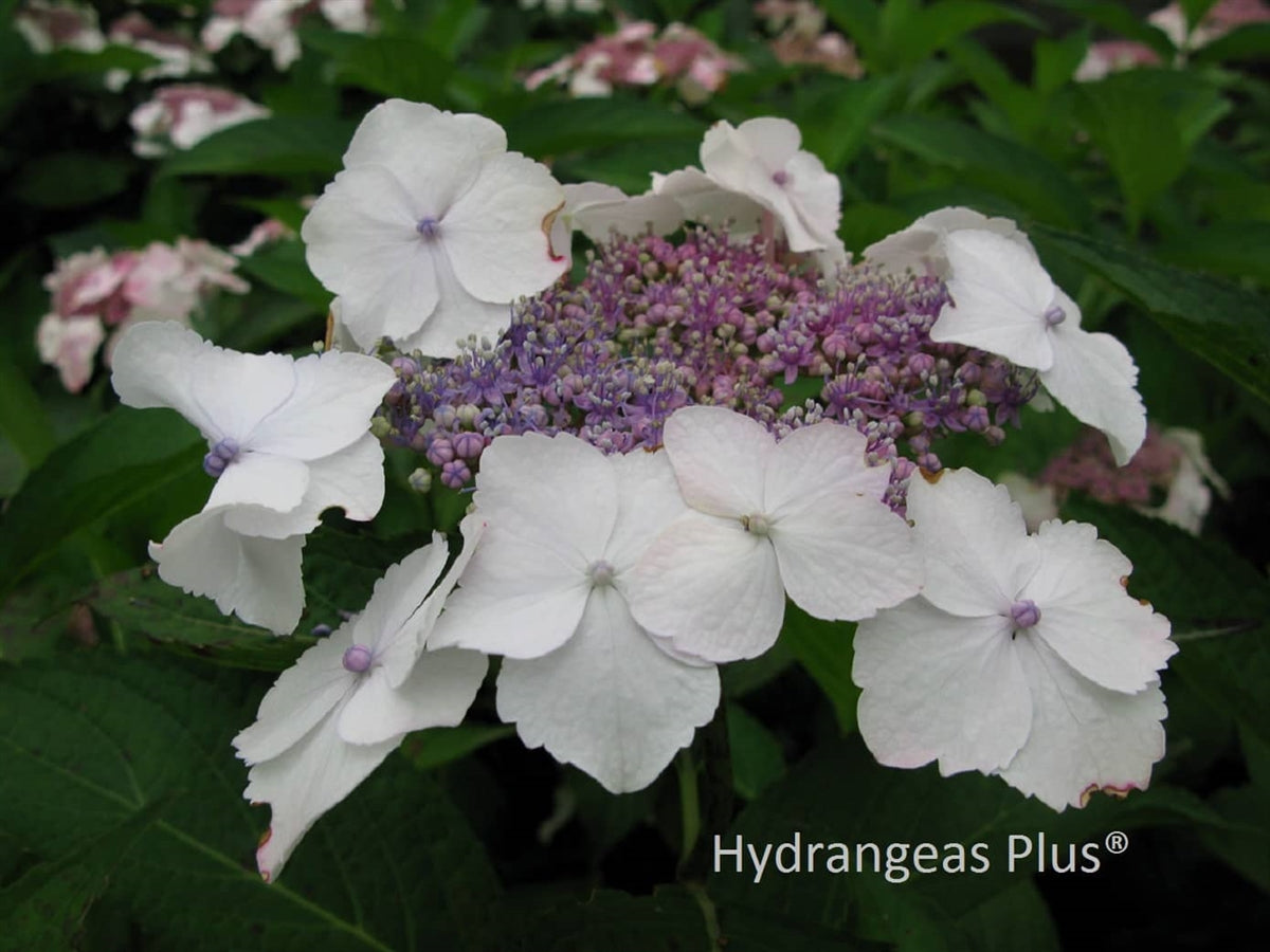 Hydrangea Macrophylla Tokyo Delight – Hydrangeas Plus