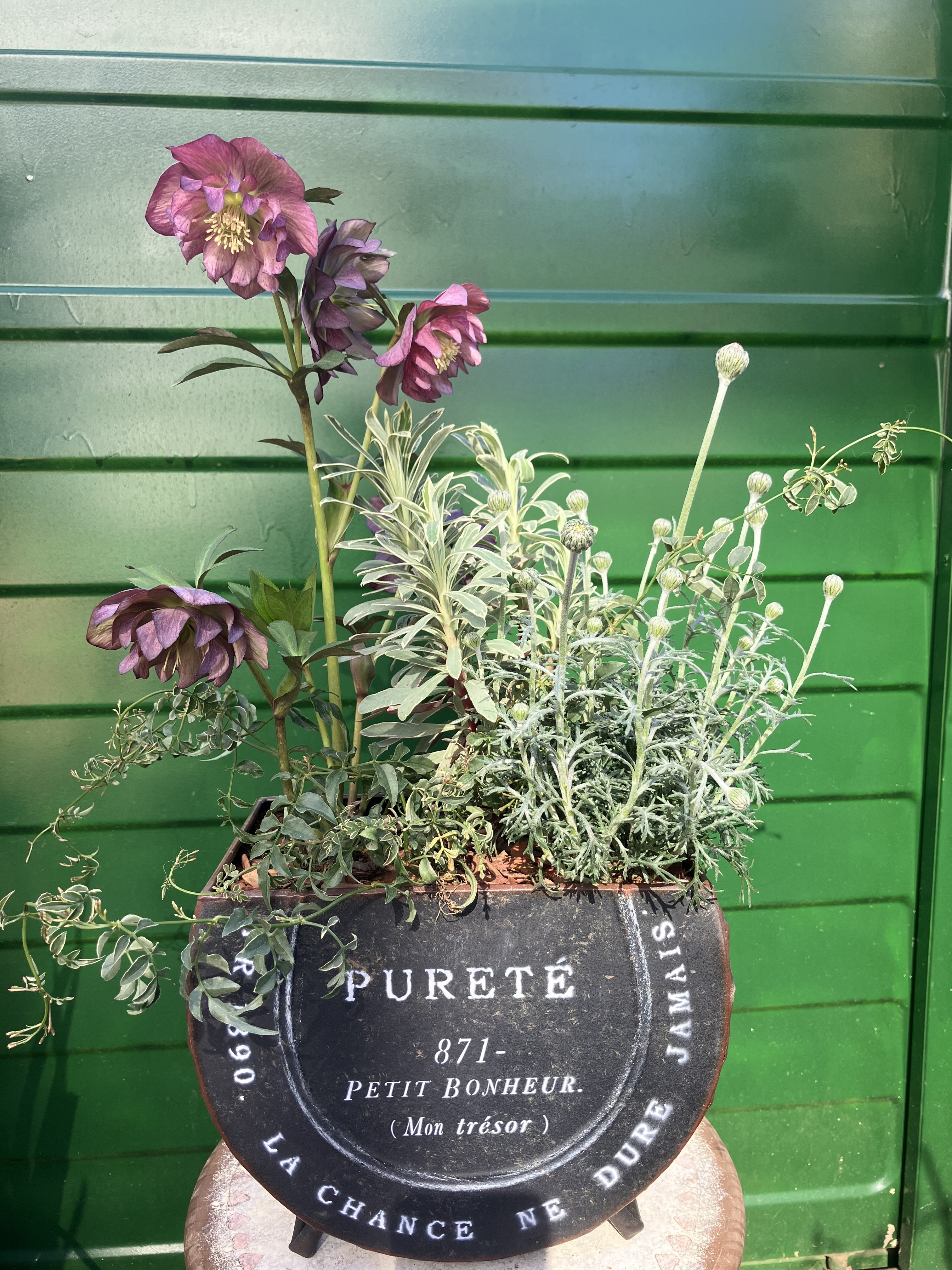 クリスマスローズの寄せ植え | CAINZ DIY Square