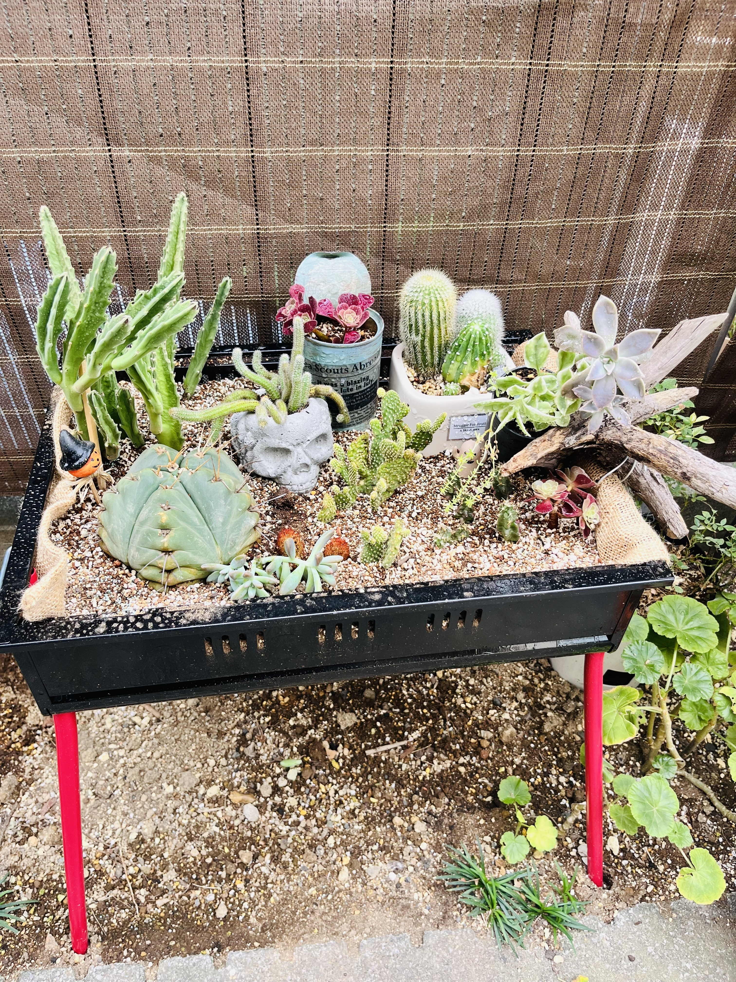 ドライガーデンにやっと手をつけた | CAINZ DIY Square