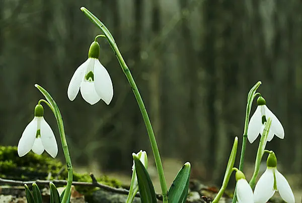 やがて訪れる春を、ひと足早く告げる花。雪の雫のような“スノー