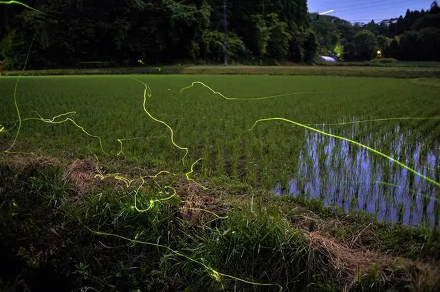 ホタル・神秘の光の秘密とは？七十二候「腐草為蛍(くされたるくさ