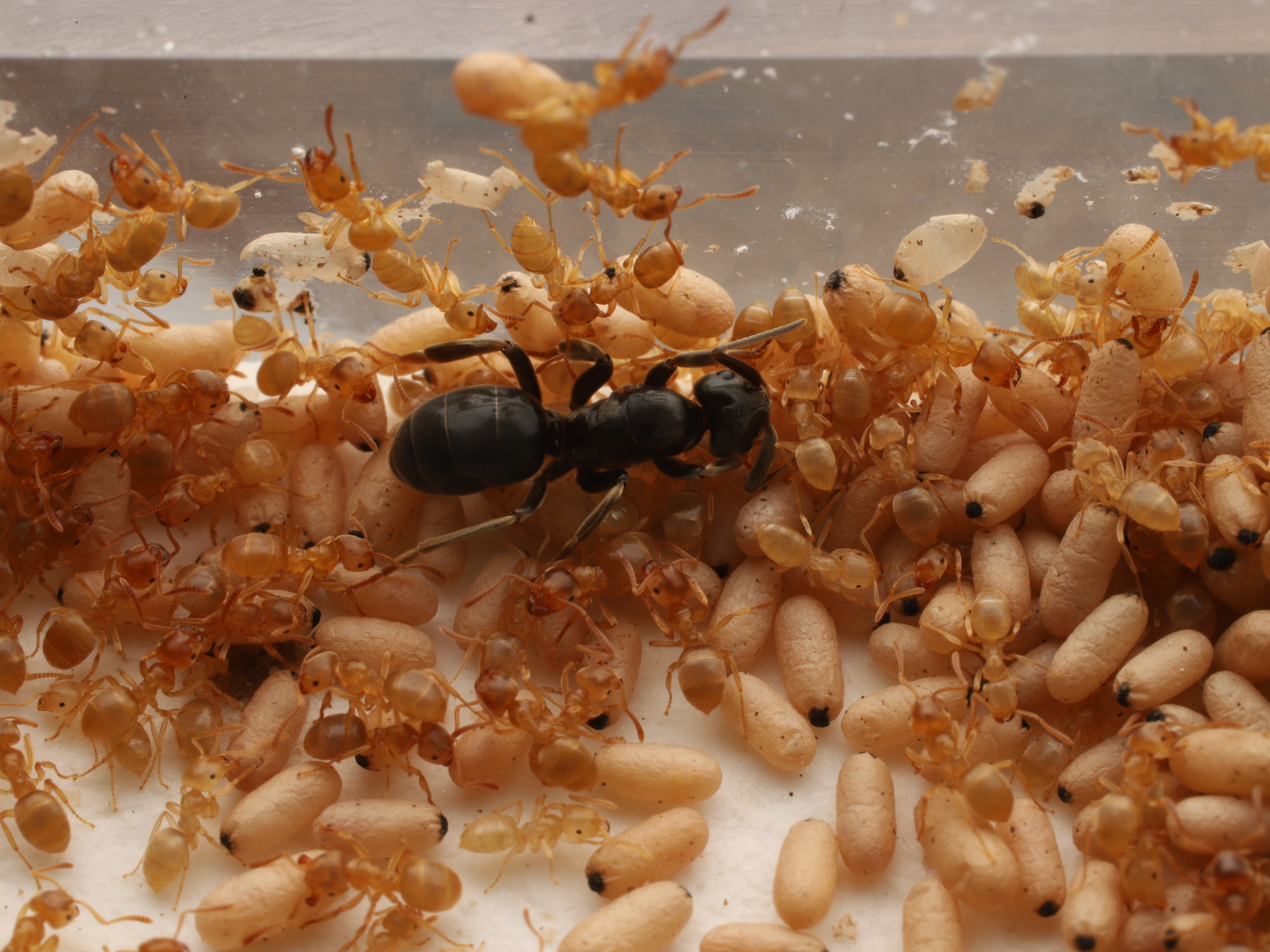 Researchers find oldest ant known to science—113-million-year-old