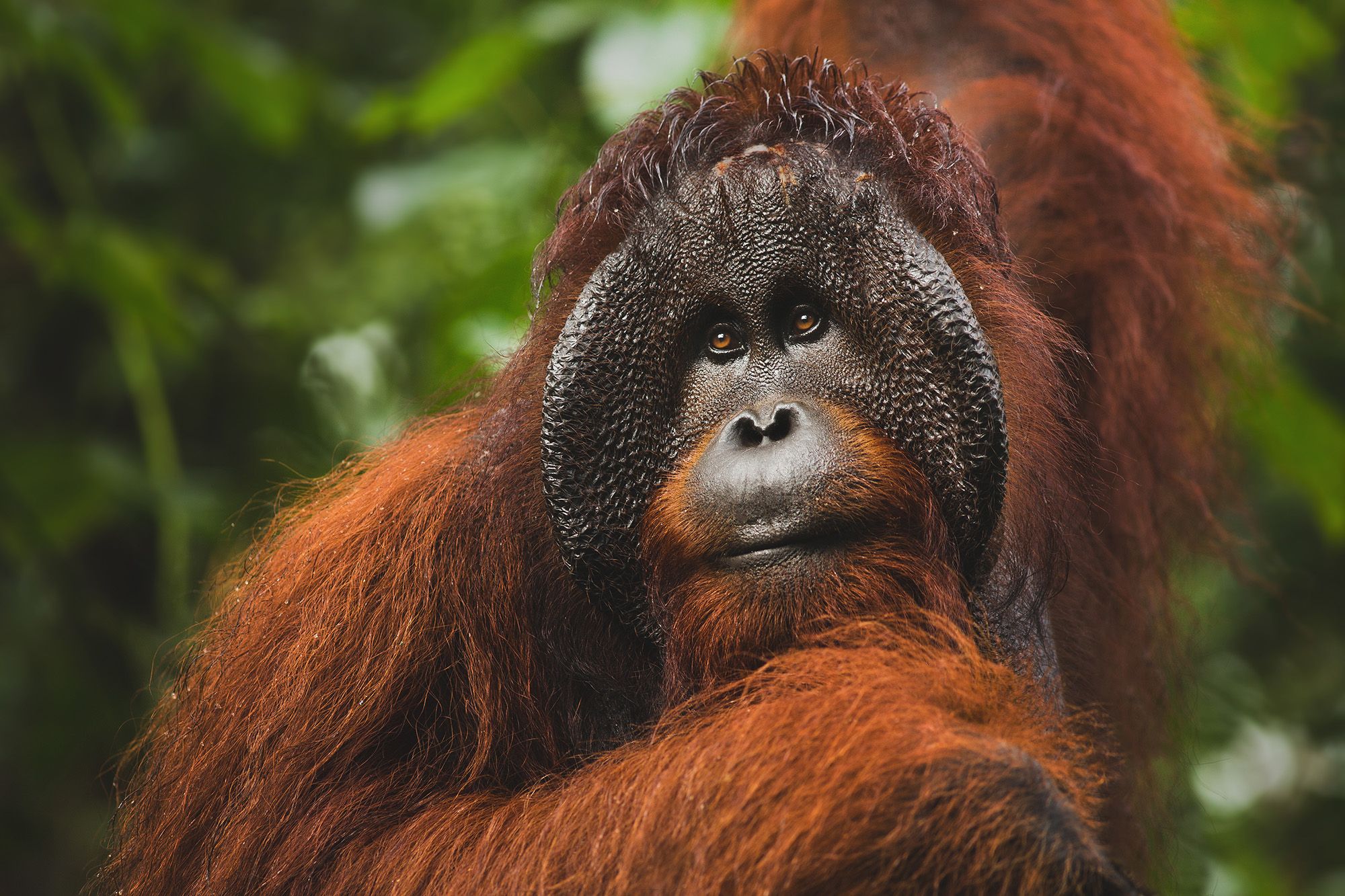 Borneo's Best: Orangutans & Rainforest Wildlife Photo Workshop
