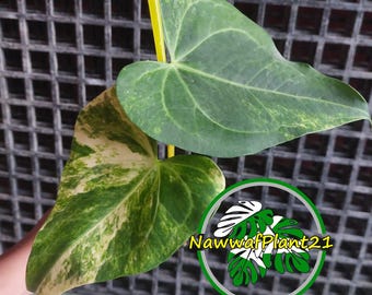 アンスリウム パピリラミナム×グリーンマンバ 斑入り - Etsy 日本