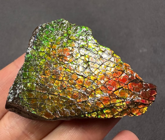 カナダ産アンモライト宝石標本：希少な虹色の化石、カナダ・アルバータ