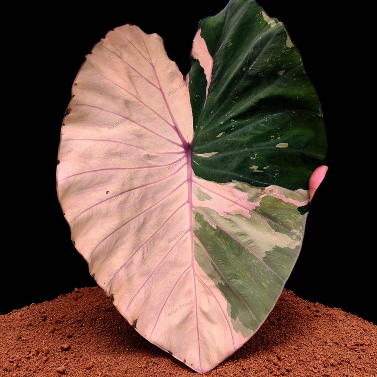 Alocasia cuprea pink - Etsy 日本
