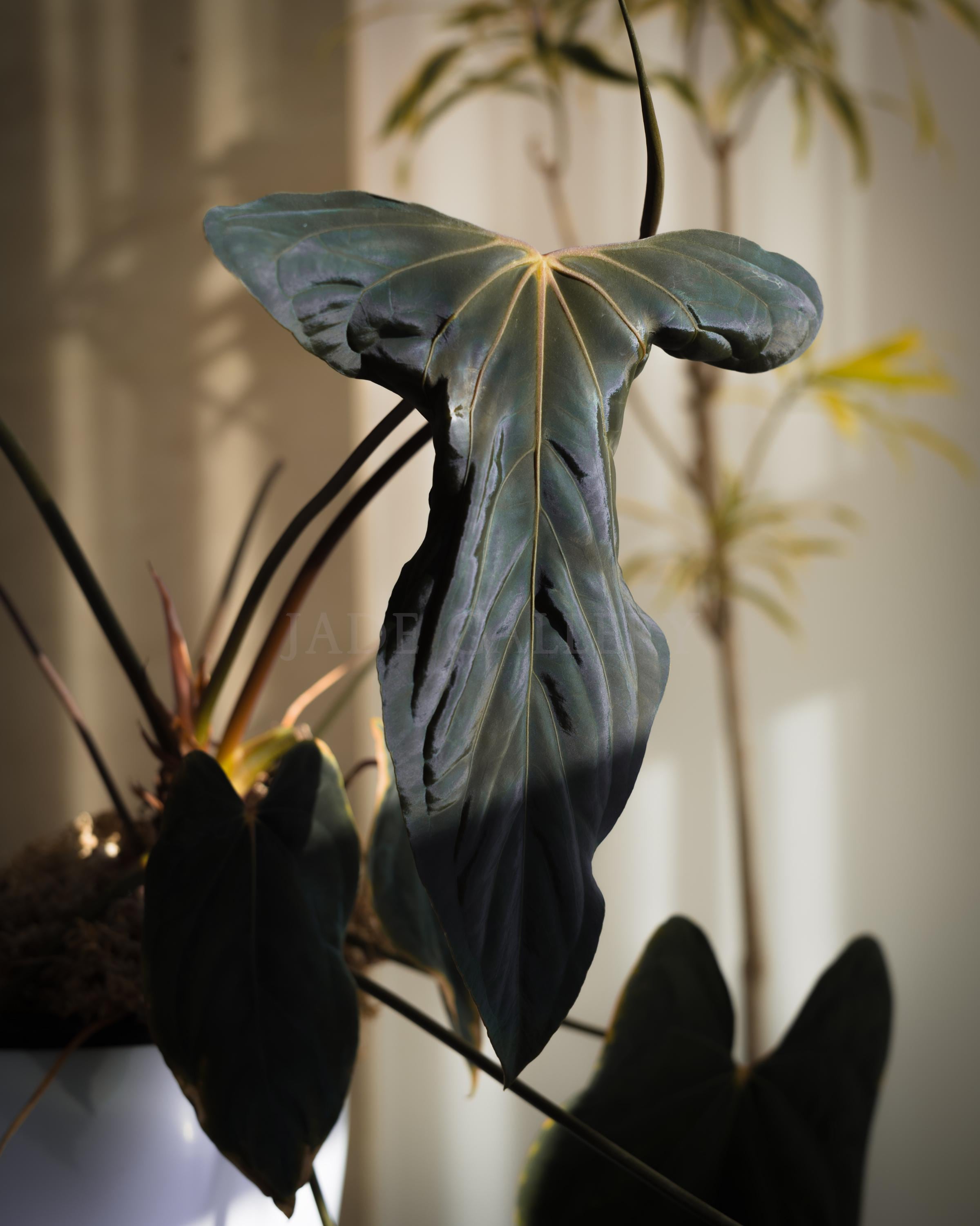 Anthurium Papillilaminum RL X FS Seedling (ralph Lynam X Fort