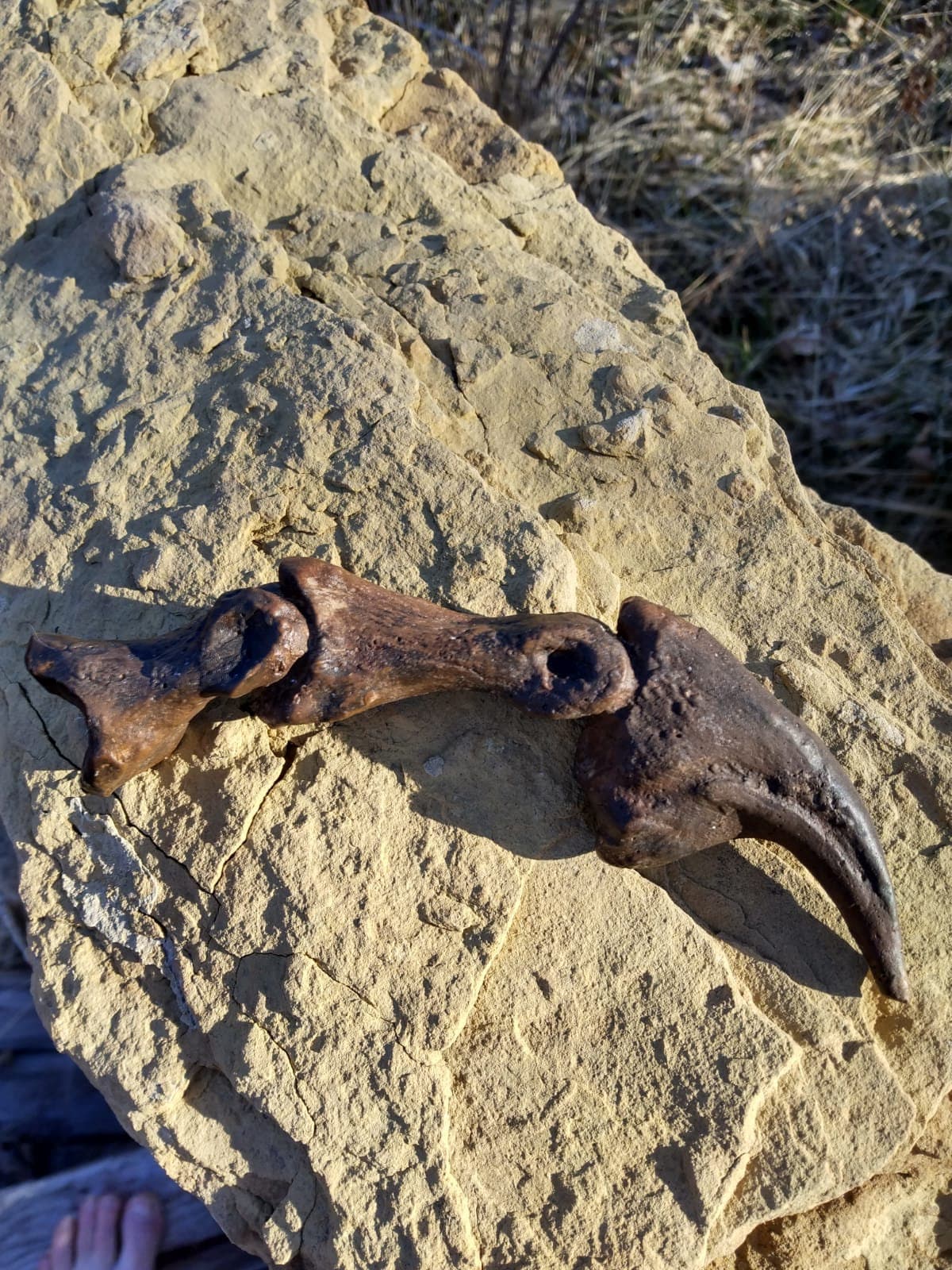 アロサウルスの指の爪とデジタル骨の化石恐竜石 - Etsy 日本