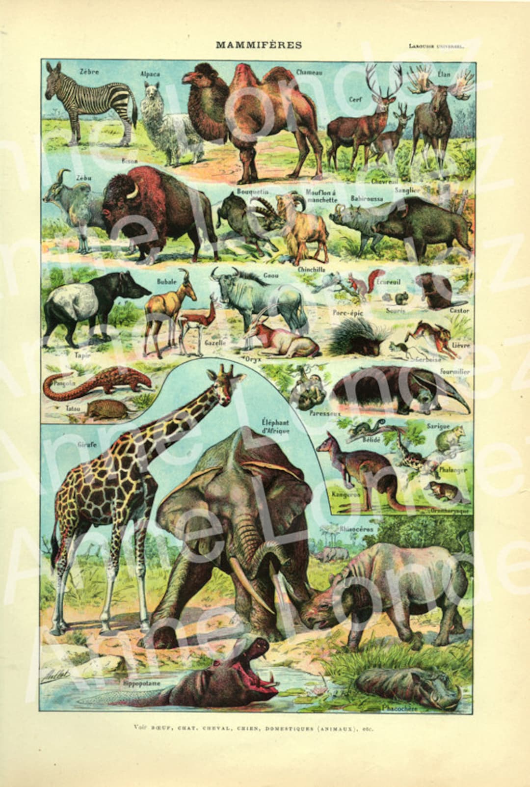 1922 Vintage Mammals Animal Poster. Small French Antique Animal