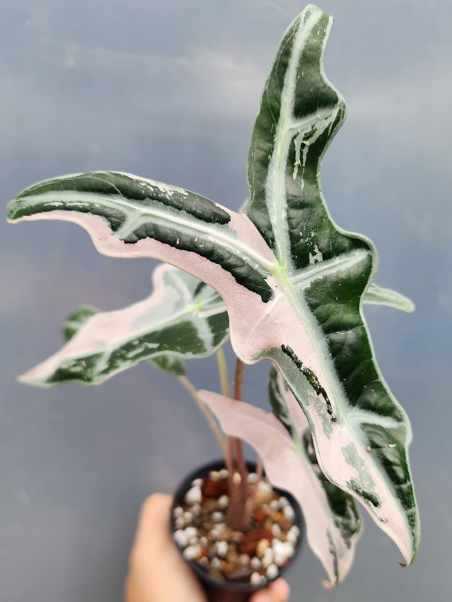 Alocasia nobilis pink variegated - Etsy 日本