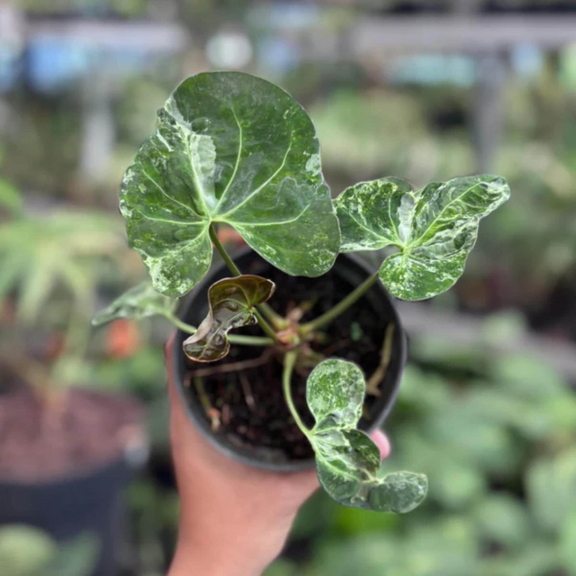 Anthurium forgetii - Etsy 日本