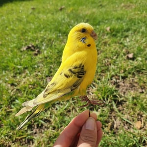 Antique taxidermy parrot - Etsy 日本