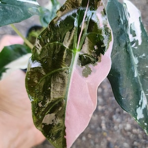 Alocasia chantrieri pink variegated - Etsy 日本