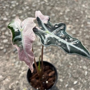 Alocasia cuprea pink - Etsy 日本