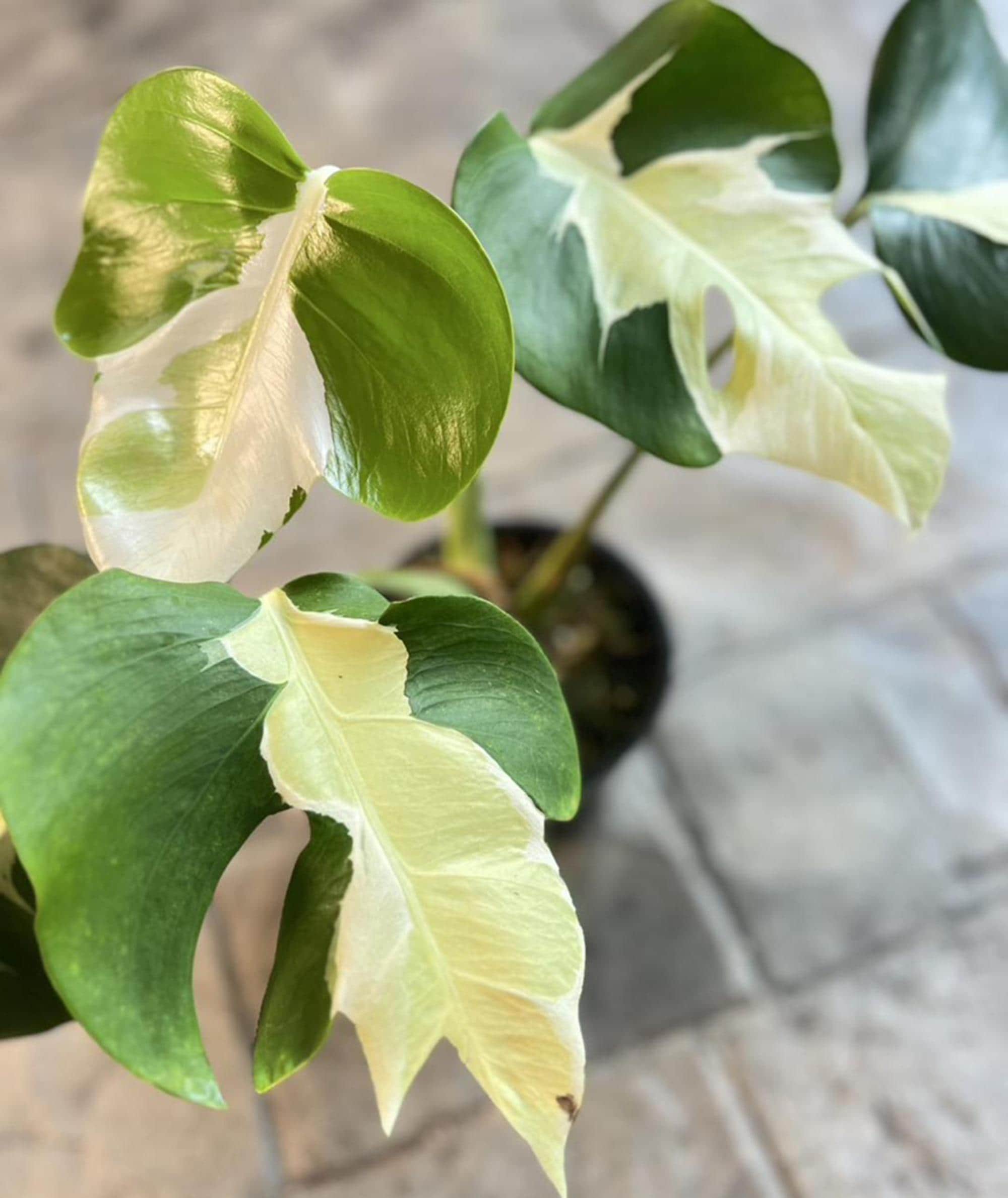 Monstera white lava - Etsy 日本