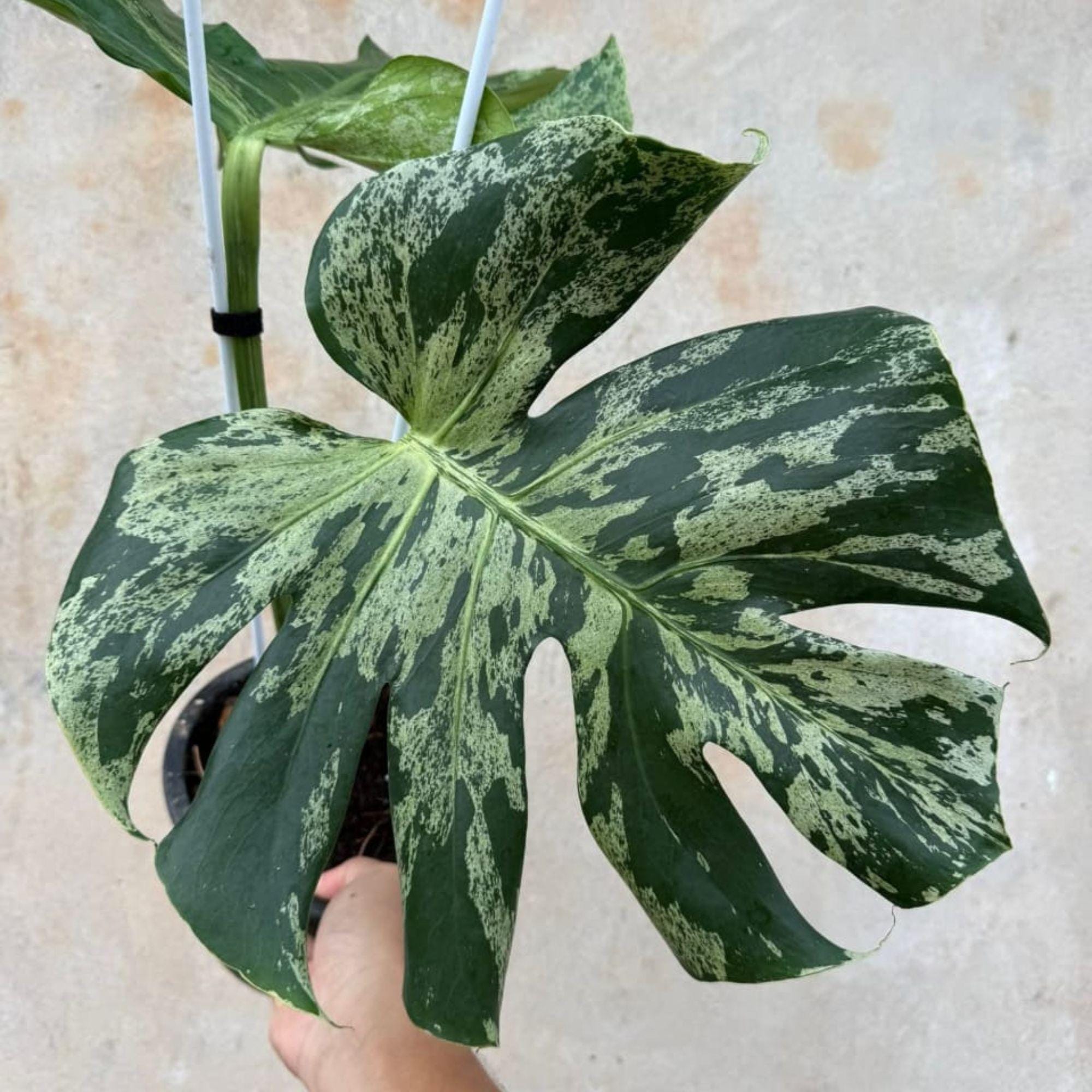 新春特価 希少株 Monstera Bulbasaurモンステラ・フシギダネ 新春特価