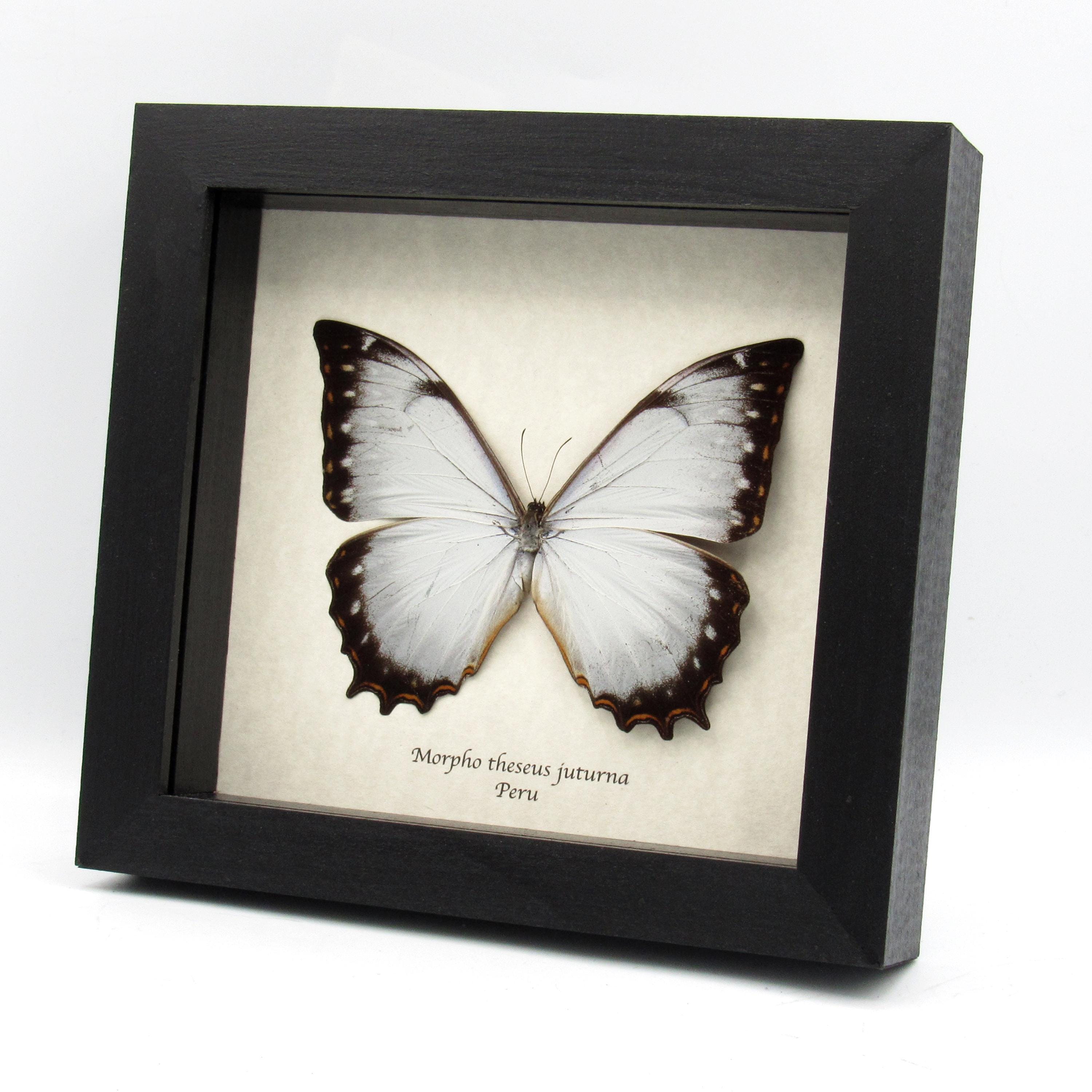 Morpho theseus - Etsy 日本