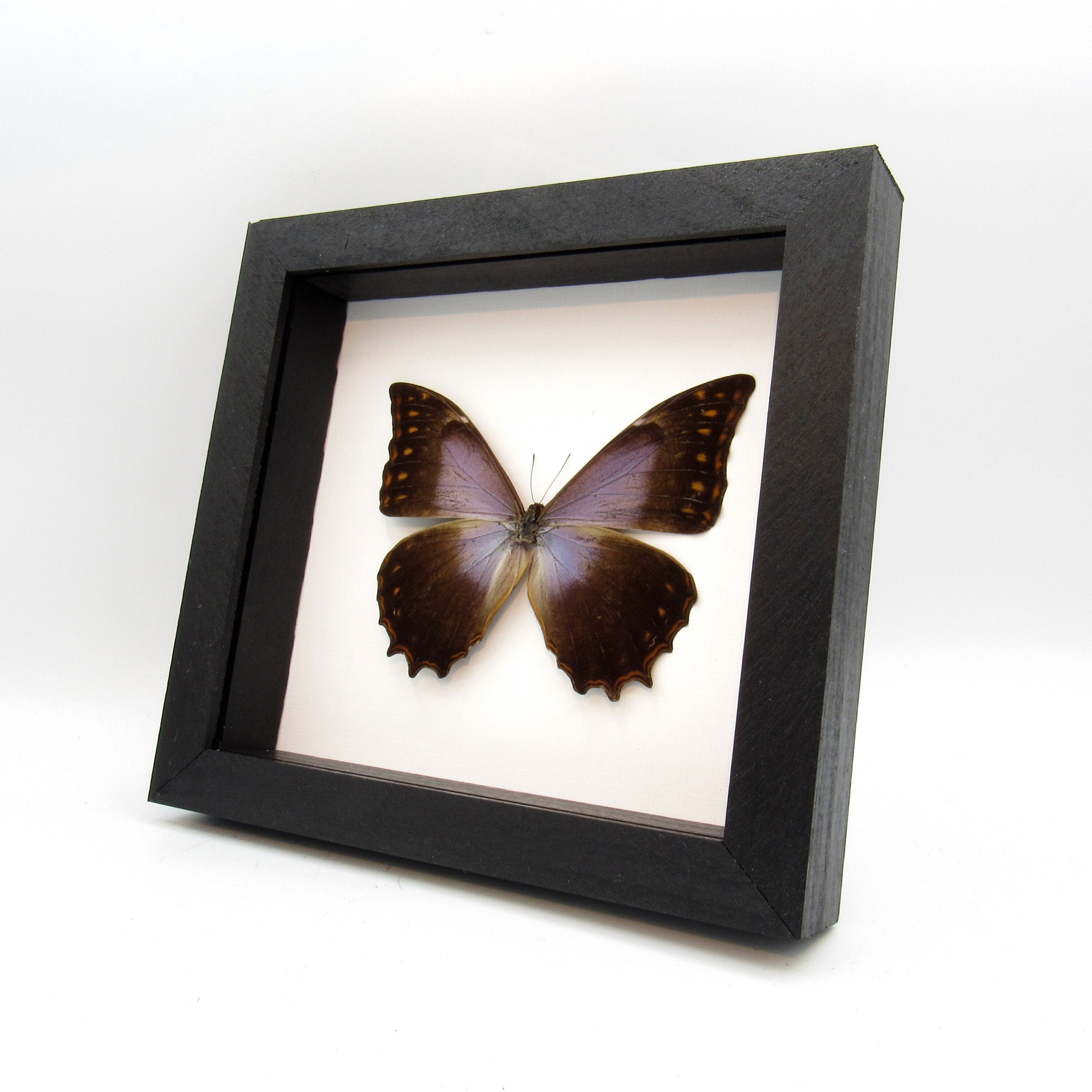 Morpho theseus - Etsy 日本