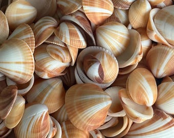 25 Ct Spectral Bittersweet Clam Florida Seashell Bulk Handpicked