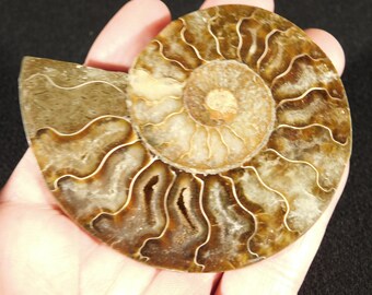 7) 大型オウムガイの化石 - Etsy 日本