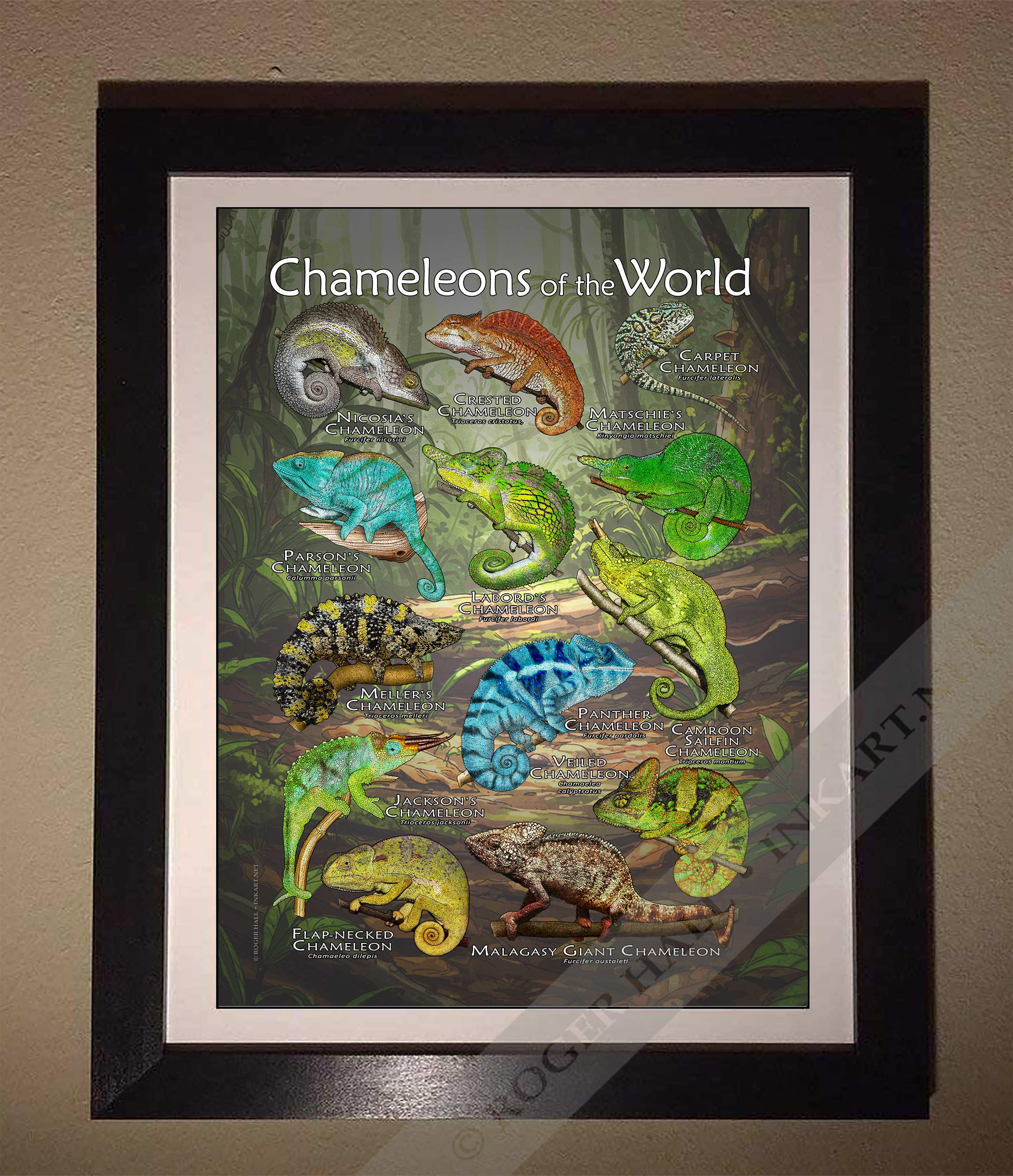 世界のカメレオンのポスター - アーティストのサイン入り! - Etsy 日本