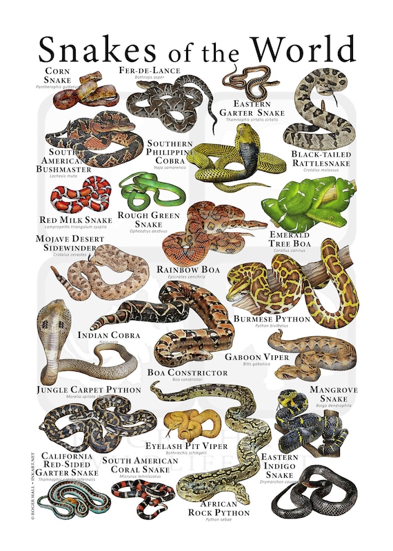 Snakes of the World Poster - SIGNED BY ARTIST! - Etsy
