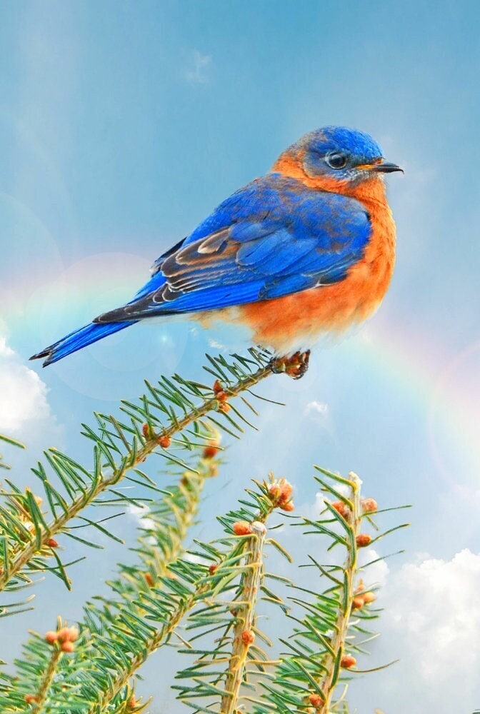 枝に止まる青い鳥、青い鳥の写真、壁アート、雪の中の青い鳥、鳴鳥の