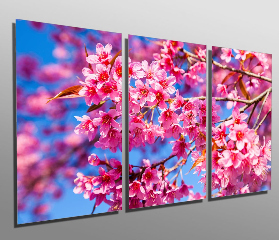 Metal Print - Pink Cherry Blossom - 3 Panel Split (triptych