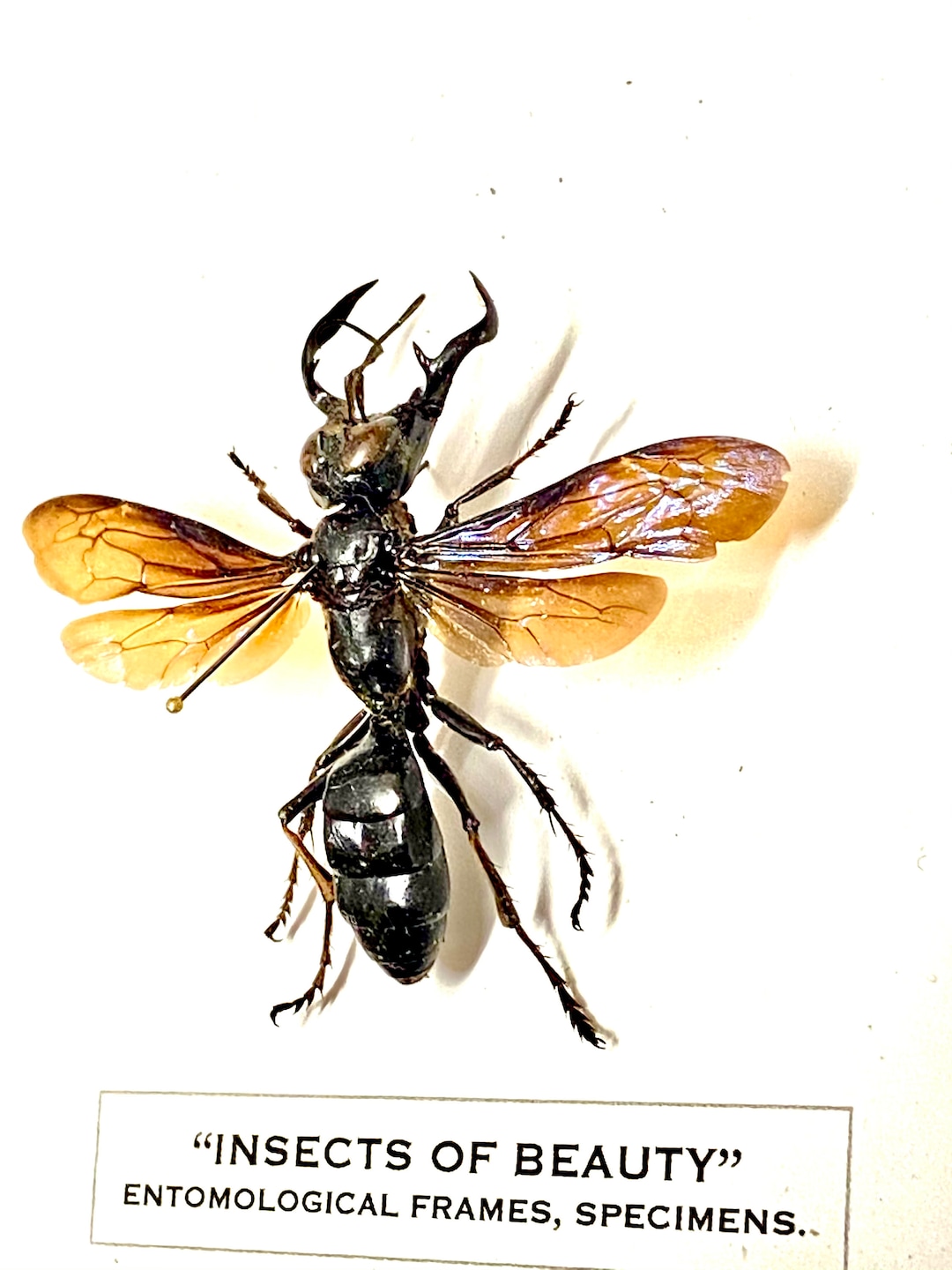 スズメバチの王（メガラ・ガルーダ）実物標本。スズメバチ。ハチ