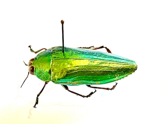 明るい緑色のタマムシ (Callopistus castelnaudi) の実物標本