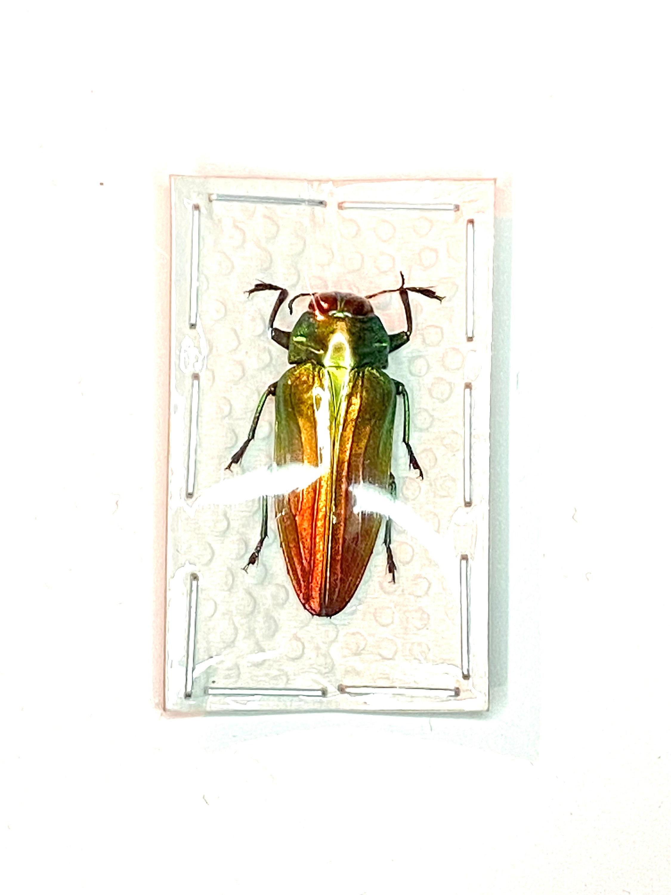 レインボー ジュエル ビートル。Belionata sumptuosa。タマムシ科