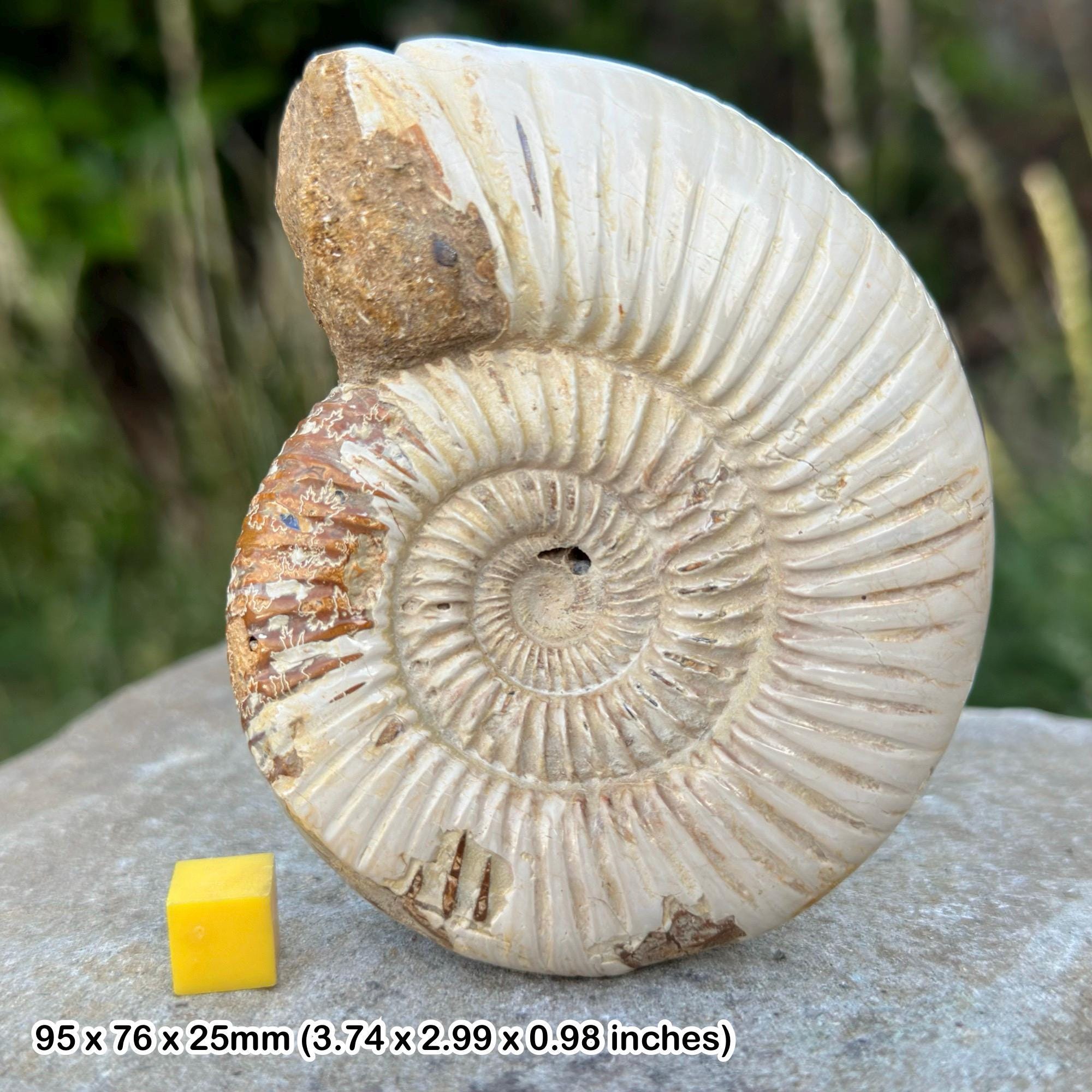 オウムガイ 化石 979g オウムガイ 化石 979g オウムガイ 化石 979g