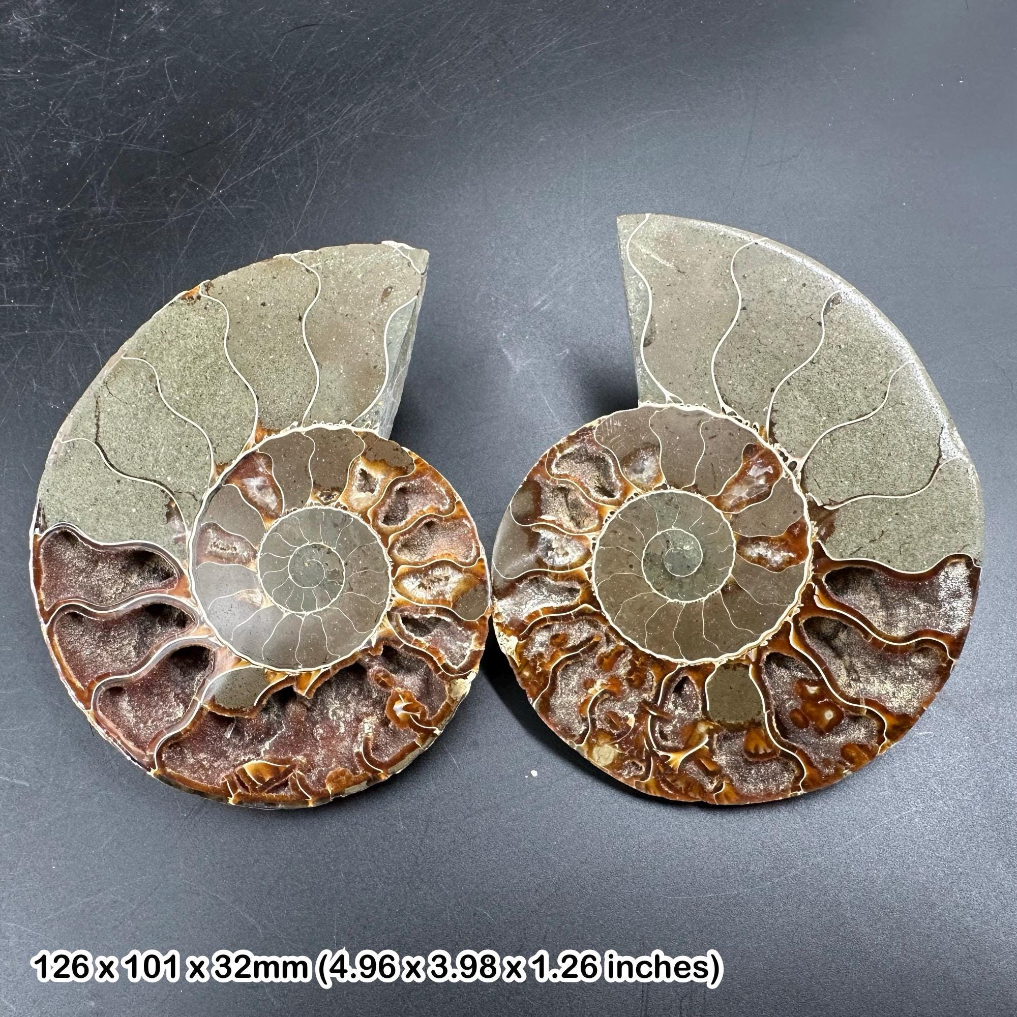 化石アンモナイト 化石ペア 研磨済み 100% 本物標本 マダガスカル 白