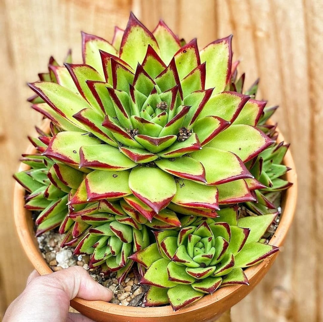 Echeveria Agavoides Lipstick, Red Tip, 2 or 4 inches pot - Etsy 日本