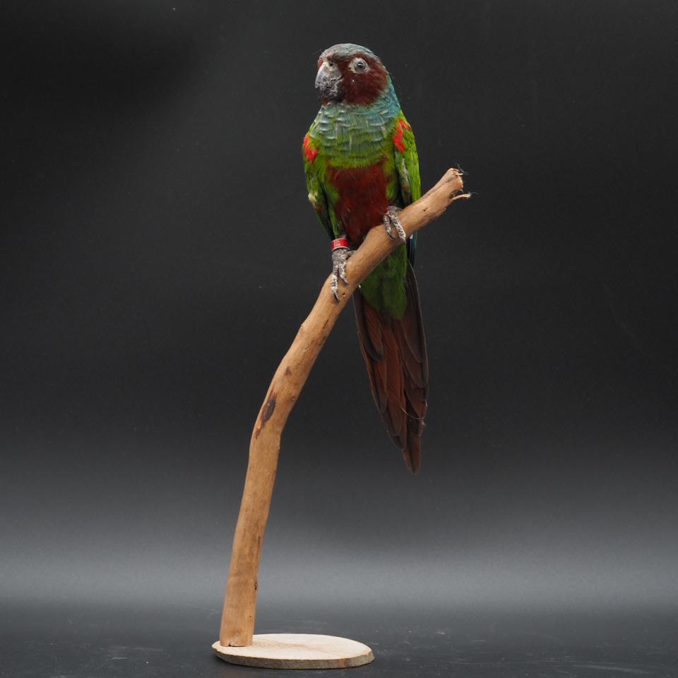 Antique taxidermy parrot - Etsy 日本