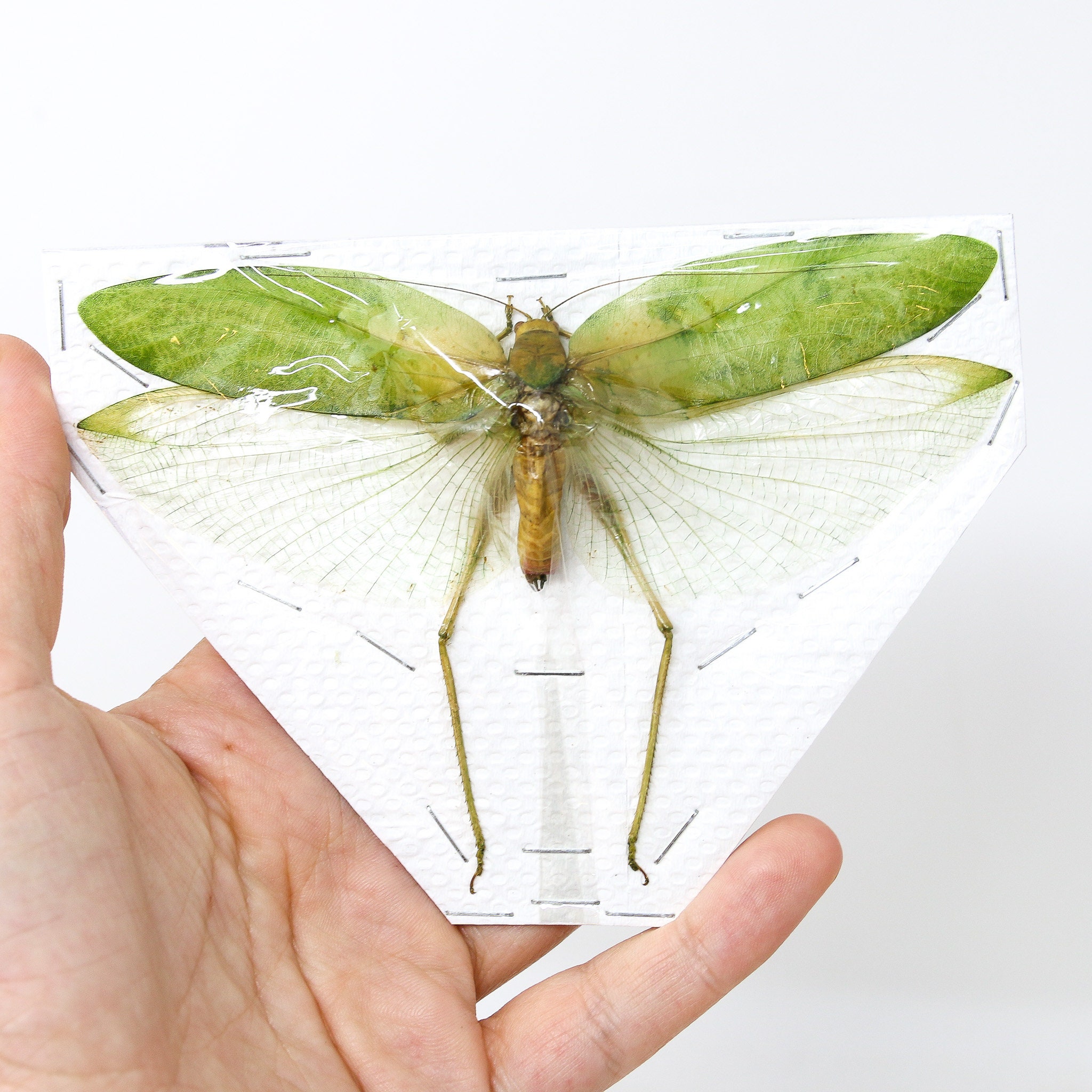 キリギリス、バッタ、コオロギ、イナゴ、昆虫学用標本 - Etsy 日本