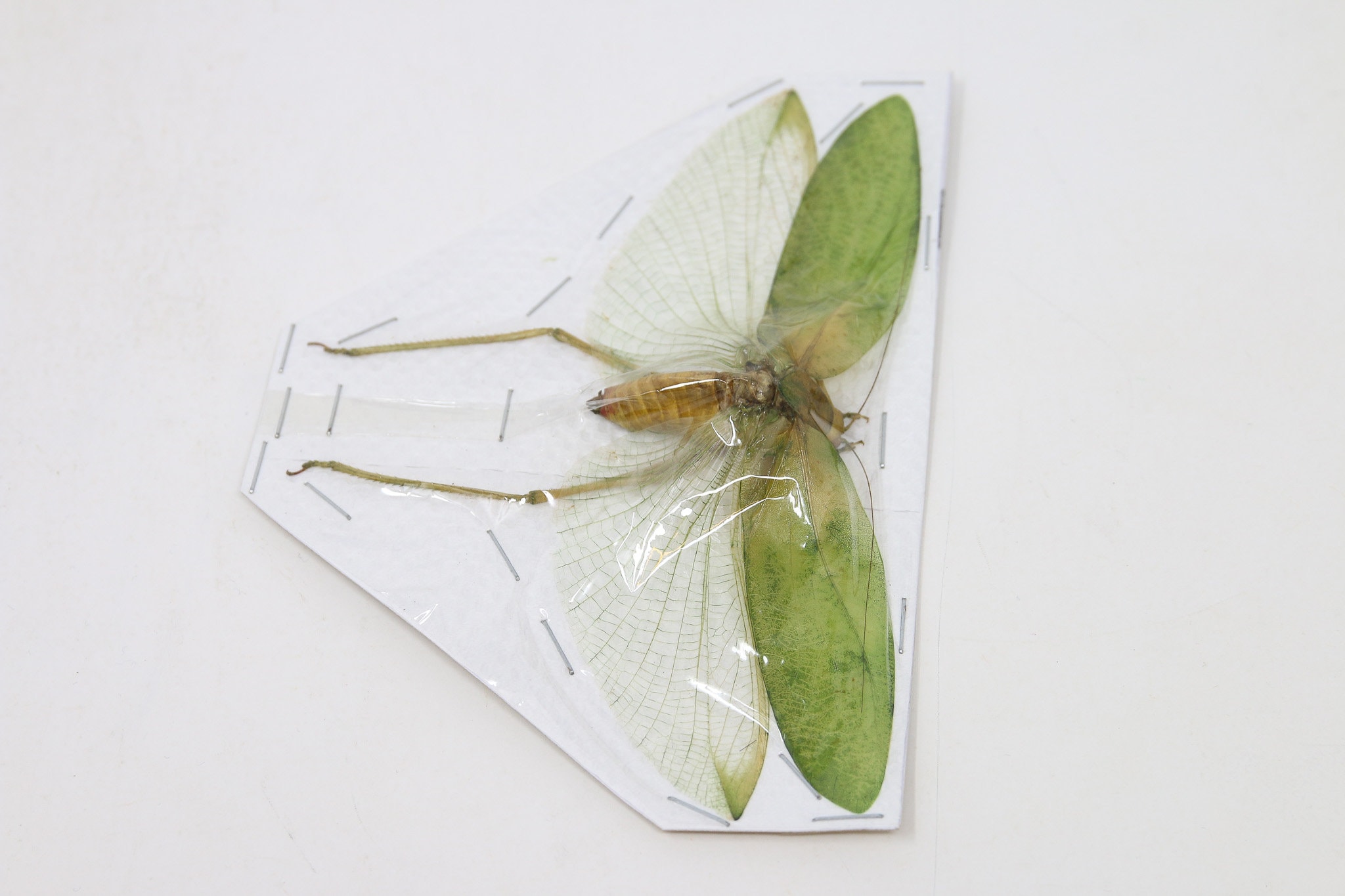 キリギリス、バッタ、コオロギ、イナゴ、昆虫学用標本 - Etsy 日本