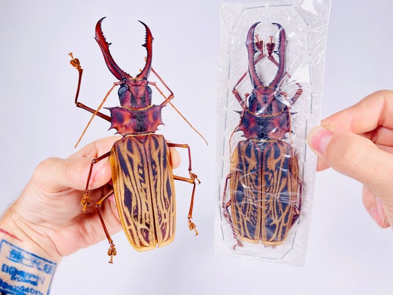 Real Giant Sabertooth Longhorn Beetle Macrodontia Cervicornis